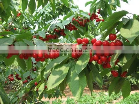 Red cherry fruit tree seeds for Growing