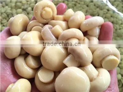brine meter light yellow mushroom slices brine champignon mushroom high quality champignon mushrooms brine salted boiled in bag