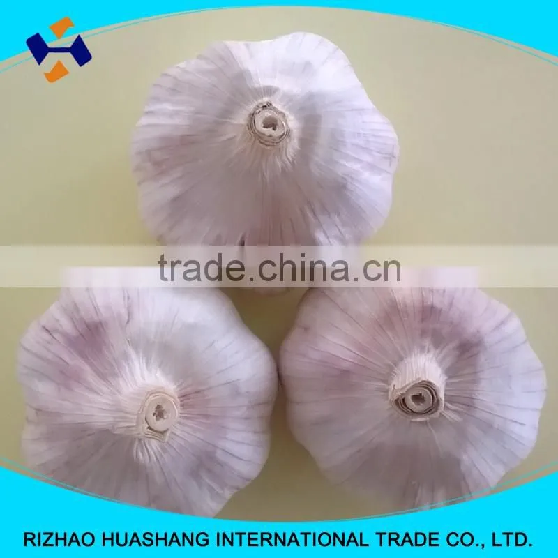 red garlic size6.0cm