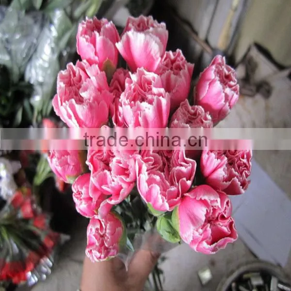 best quality fresh carnation flower with low price