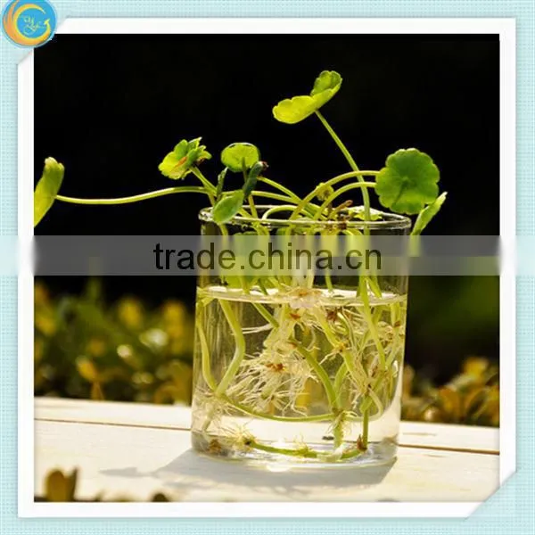Clear glass vases for home decoration
