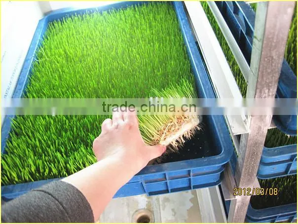 Black Bean Sprouts Making Machine | Green Mung Bean Sprouting Machine