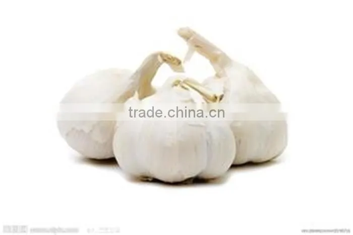 chinese garlic