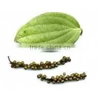 SPICE & OLEORESINS