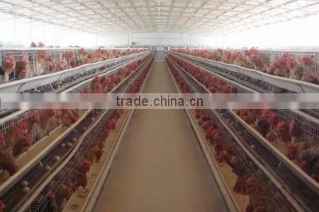large span IE BV SGS certificate light steel structure pourly house chicken animal sheld