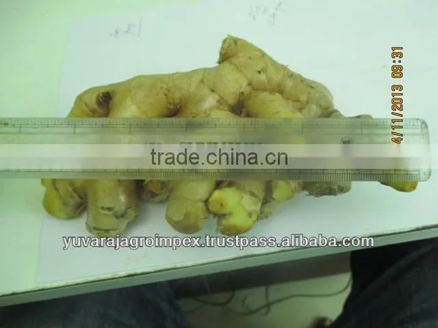 Best Quality Ginger for Sale