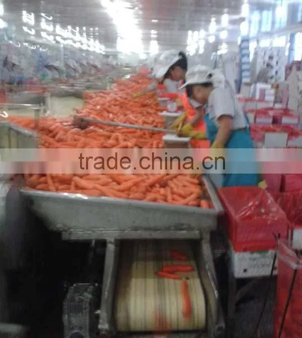 China new crop fresh carrot