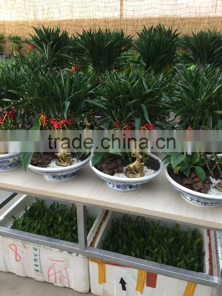 Dracaena sanderiana Sander