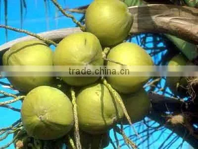Sell Fatty Acid from Saw Palmetto Extract