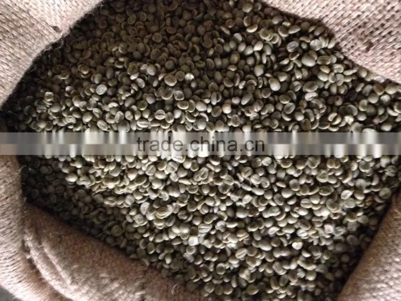 Manufacturer of Vietnam Wet Polished Robusta Green Coffee Beans Screen 18