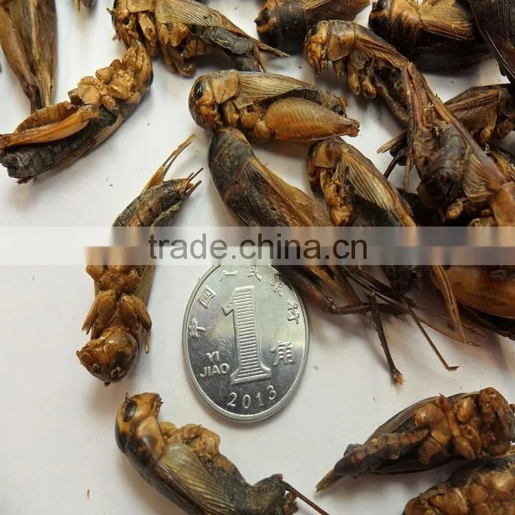 Pet bird food vacuum dried crickets