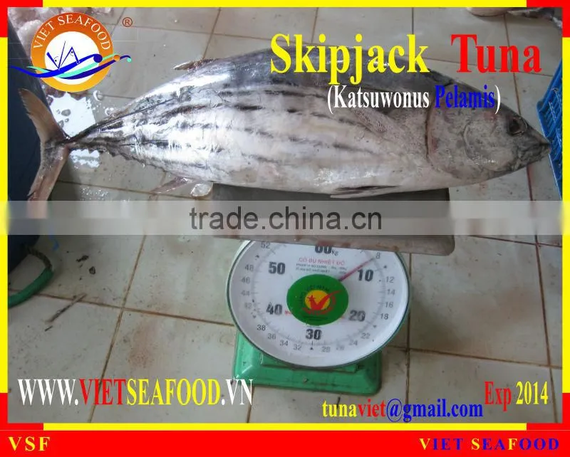 FROZEN SKIPJACK TUNA WHOLE ROUND