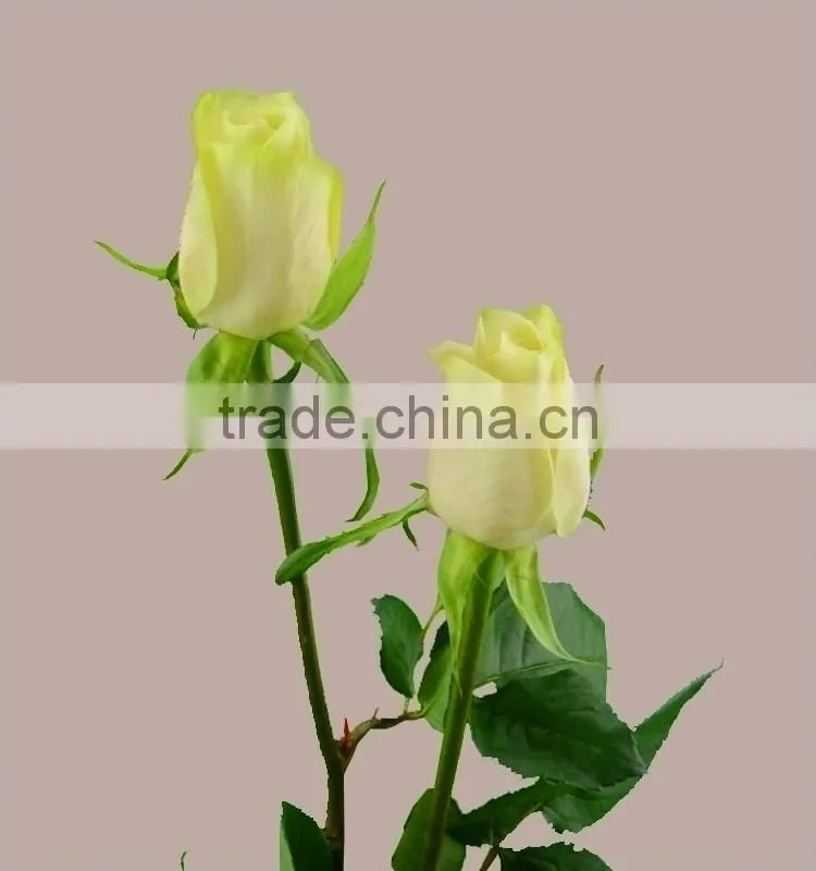 High quality valentine festive dubai fresh flower importers names of flowers used for decoration artificial hydrangea