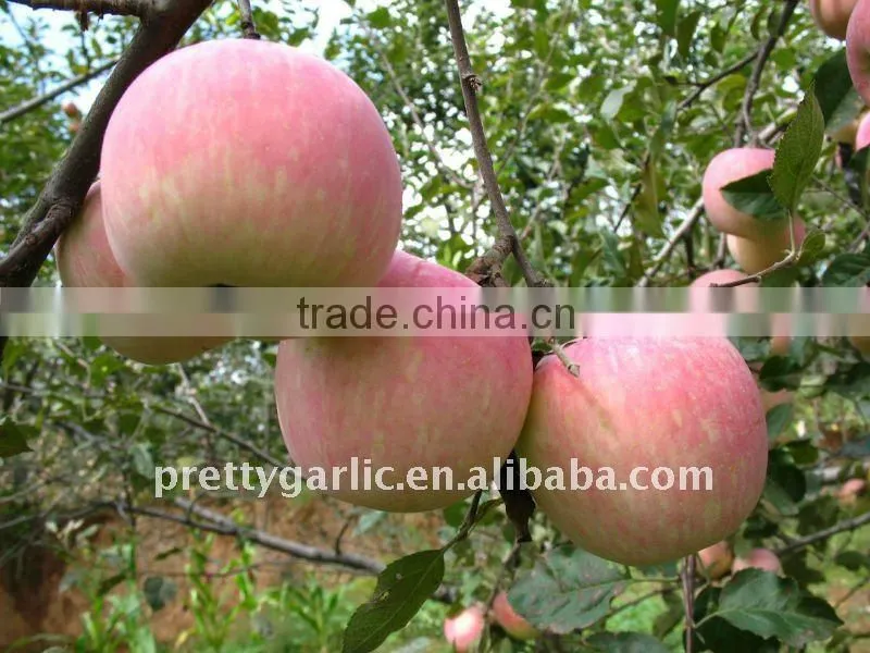 fresh red Fuji apple