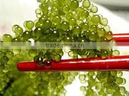 GREEN CAVIA SEAWEED