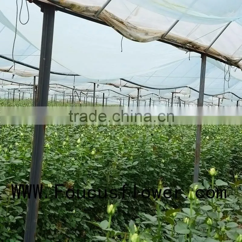 Wide Varieties Fresh Cut Flower Color Lisianthus Purple Lisianthus Flowers From Yunnan, China