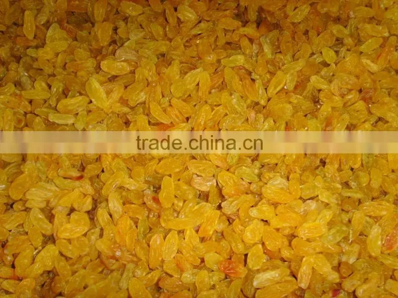 Top Quality AD Dried Golden Raisins for sale