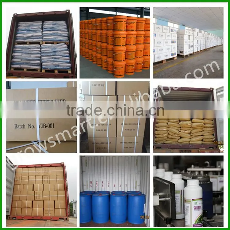 seaweed extract organic powder /flake fertilizer