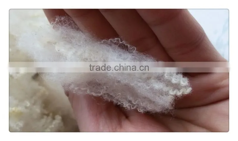 Australia merino clipped raw wool