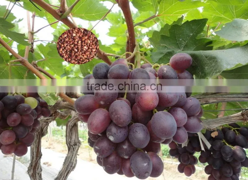 2016 High Germination Rate Grape Seed For Growing