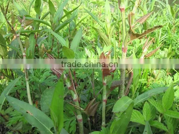 giant knotweed root extract powder/polygonum cuspidatum root extract powder/polygonum cuspidatum root powder