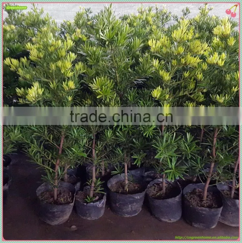 Outdoor Bonsai Podocarpus Macrophyllus