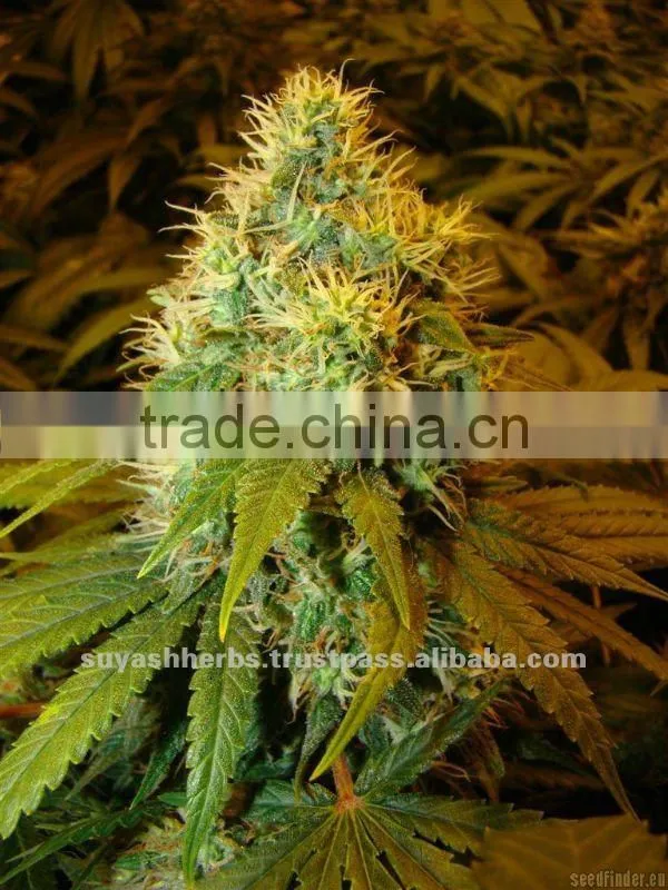 Hemp Seed Oil aromatherapy oil