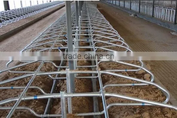 Cattle Farm Cattle Free Stall