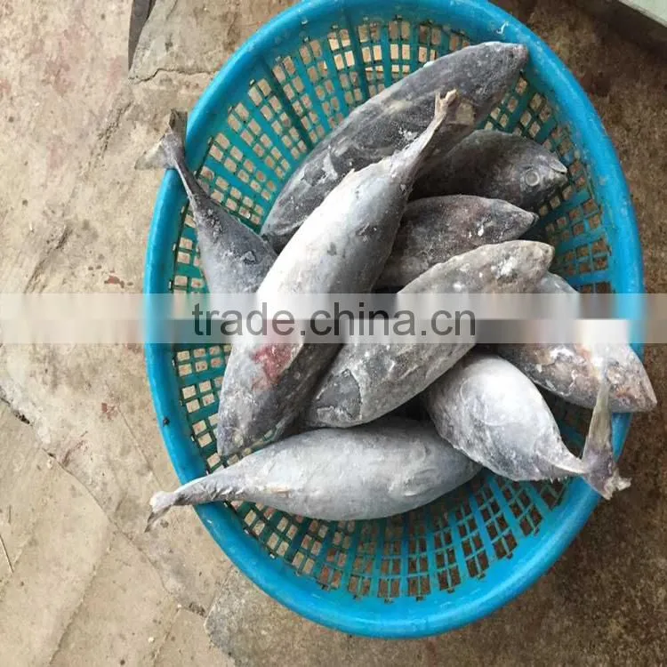 High quality frozen whole round fish bonito