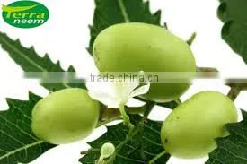 Neem Oil - PESTICIDES