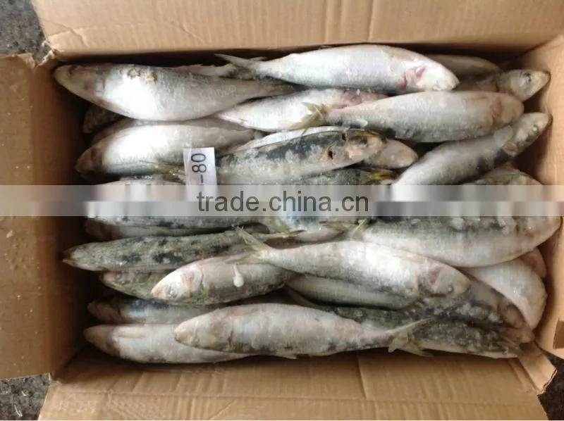8-9pcs/kg Best Quality Frozen Sardine for Bait