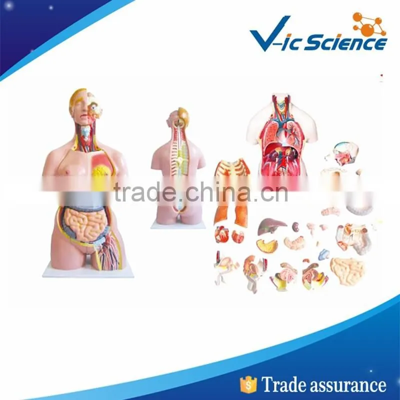 High quality medical supply torso and stand mannequin
