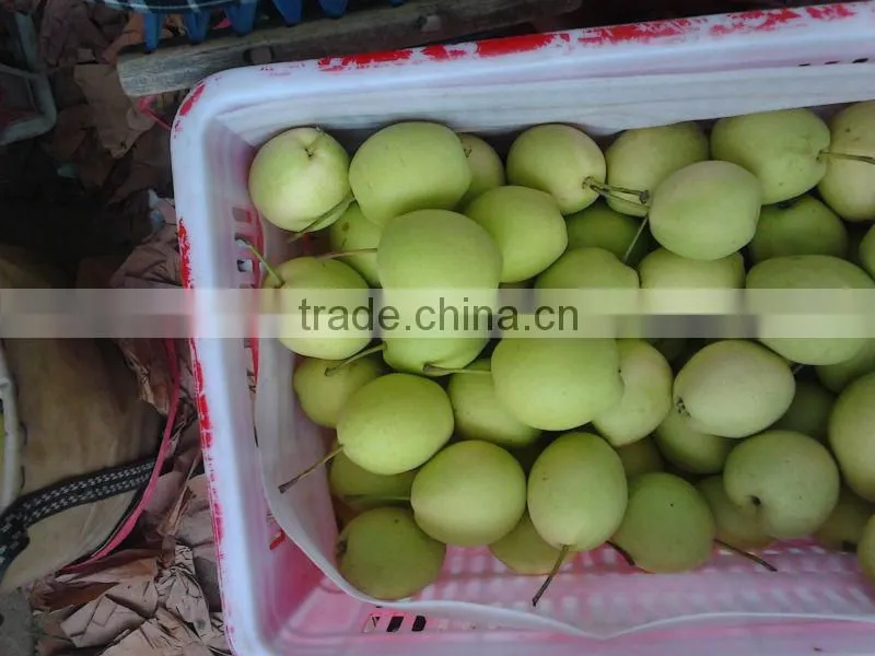 2012 shandong pear