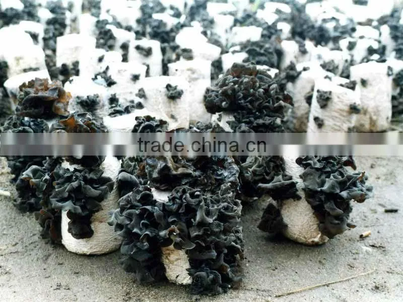 dried black fungus