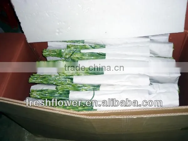 fresh cut carnation flower