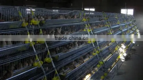 Quail Breeding Cage