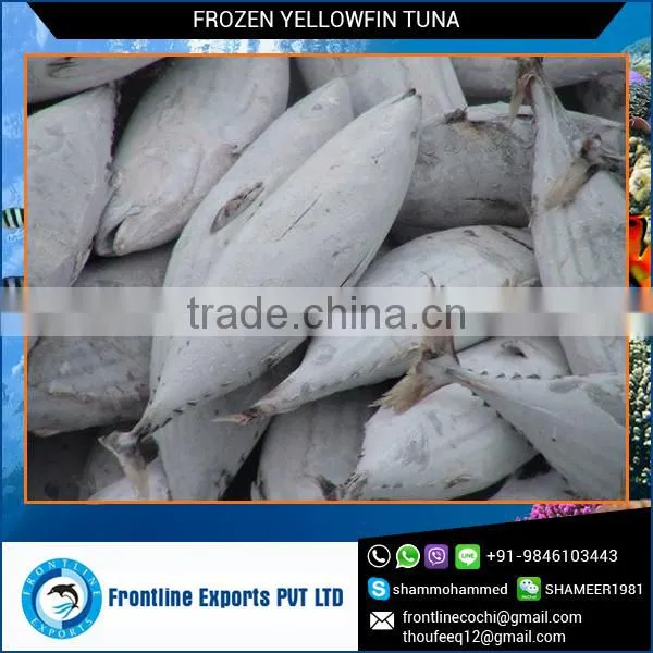 Top Quality Frozen Yellow Fin Tuna Loins for Sale