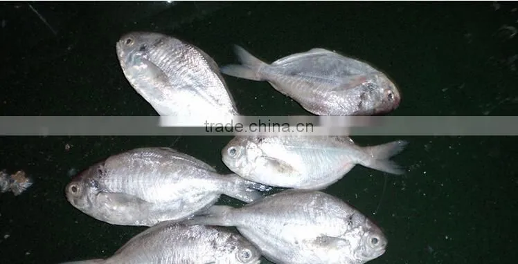 frozen butter fish whole round