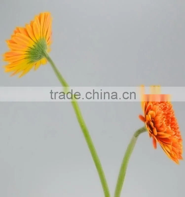 Fresh cut Golden Sun single gerbera from guangdong