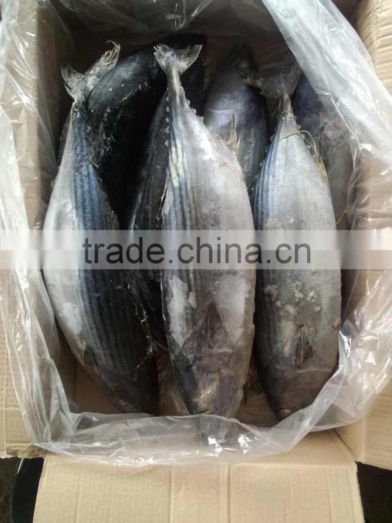 frozen bonito(Sarda Orientalis) 2kg+/pc