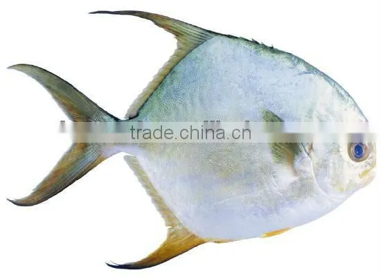 golden pomfret