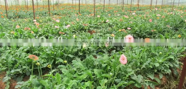 Elegant in smell top sell indoor decoration flower of hydrangea