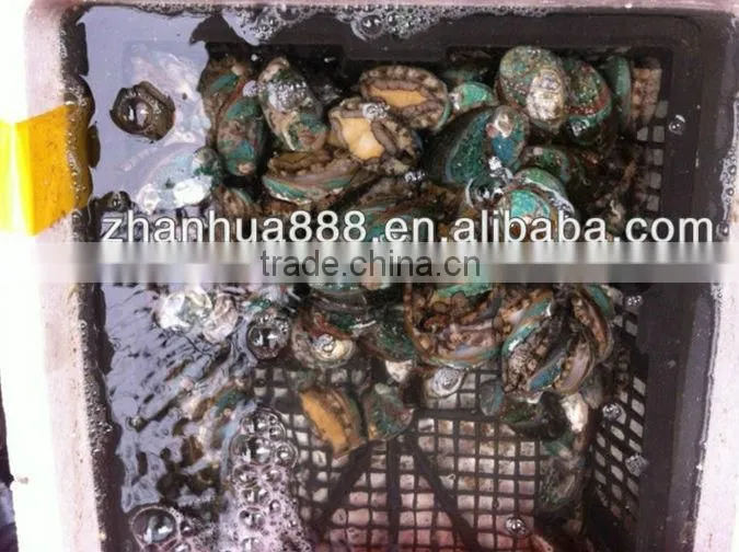 frozen abalone with shell for sale