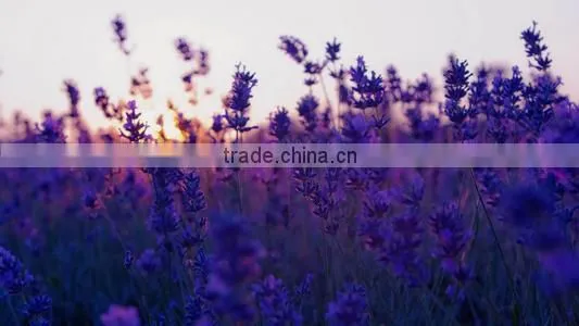 100 pure natural Lavandin Grosso essential oil