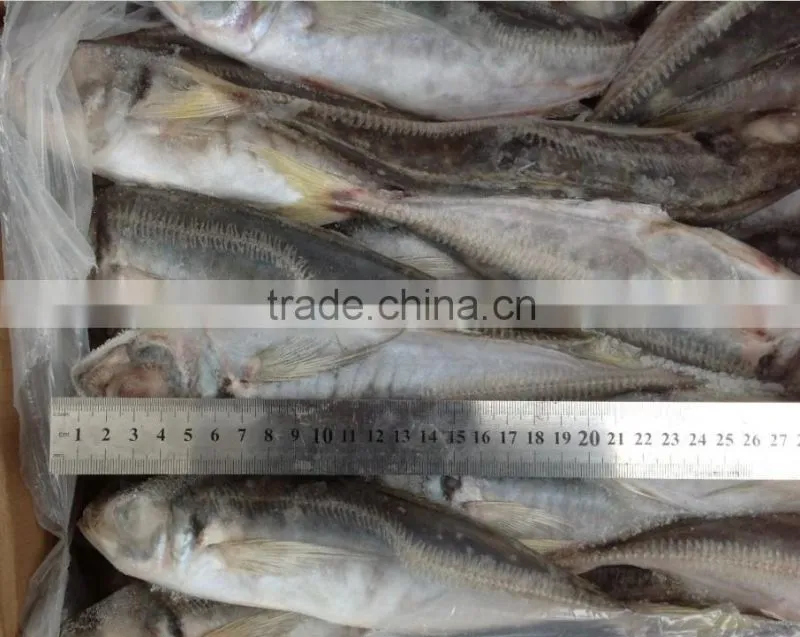 frozen whole round fish Horse mackerel 22-25cm for sale