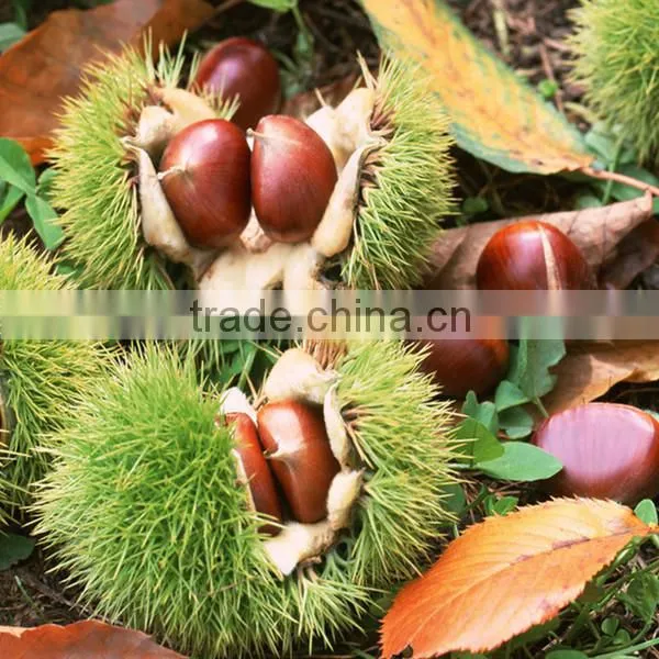 TTN Wholesale Chinese Nuts Chestnut Fresh Chestnuts Snacks