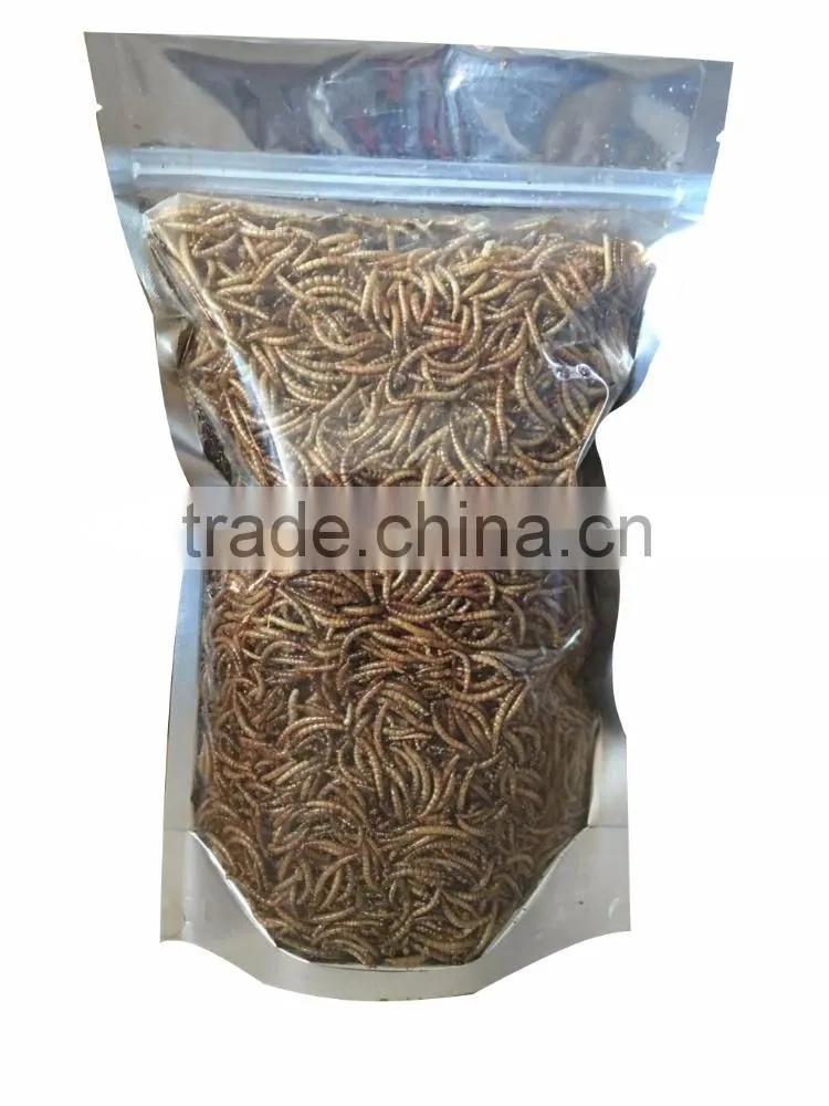 super meal worms/gut loading mealworms/how to keep mealworms