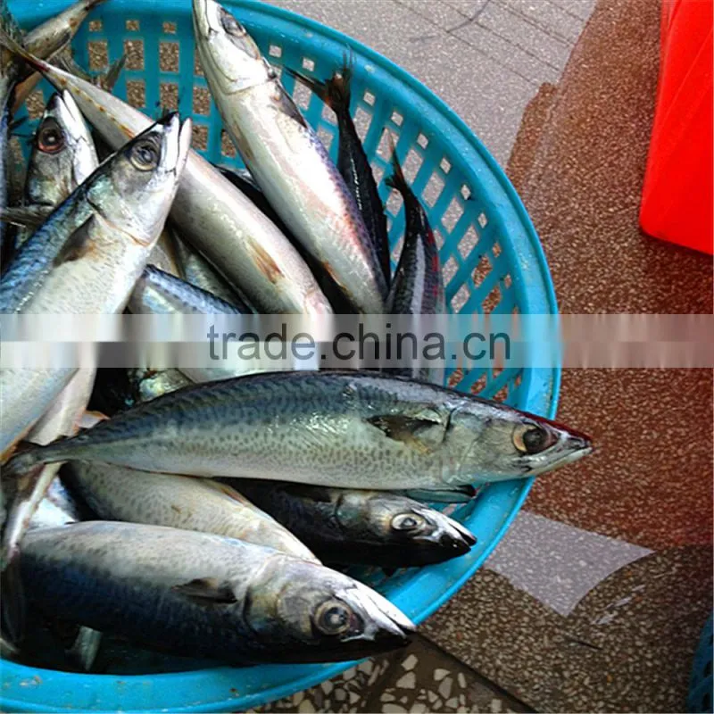 Fresh Frozen Seafood Mackerel