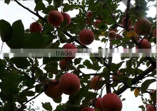 red fuji apple