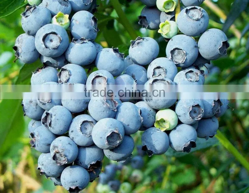 No Side Effects and Health Supplements natural Pterostilbene Powder